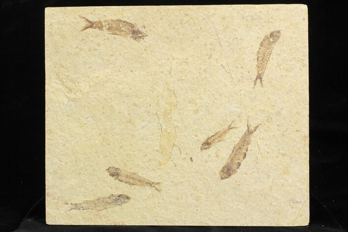 Multiple () Small Knightia Fossil Fish - Wyoming #77147